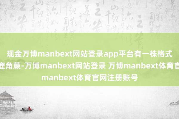 现金万博manbext网站登录app平台有一株格式优雅的女王鹿角蕨-万博manbext网站登录 万博manbext体育官网注册账号
